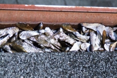 Gutter Problems Gutter Problem 5 Original Elkhart, IN