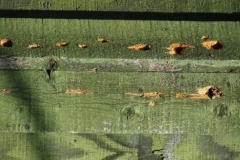 Siding Problems Wood Pecker Damage 01 Lima, Oh